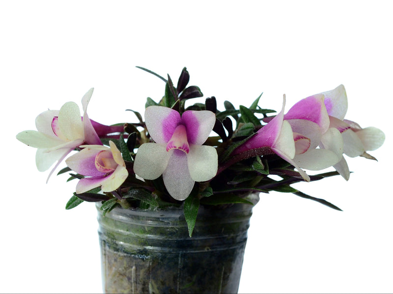 Dendrobium Pepe Portilla