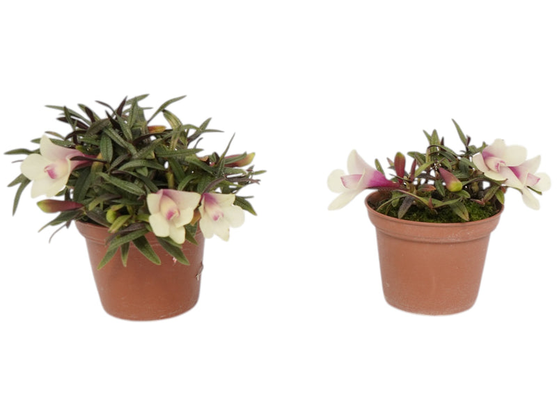 Dendrobium Pepe Portilla (Big)