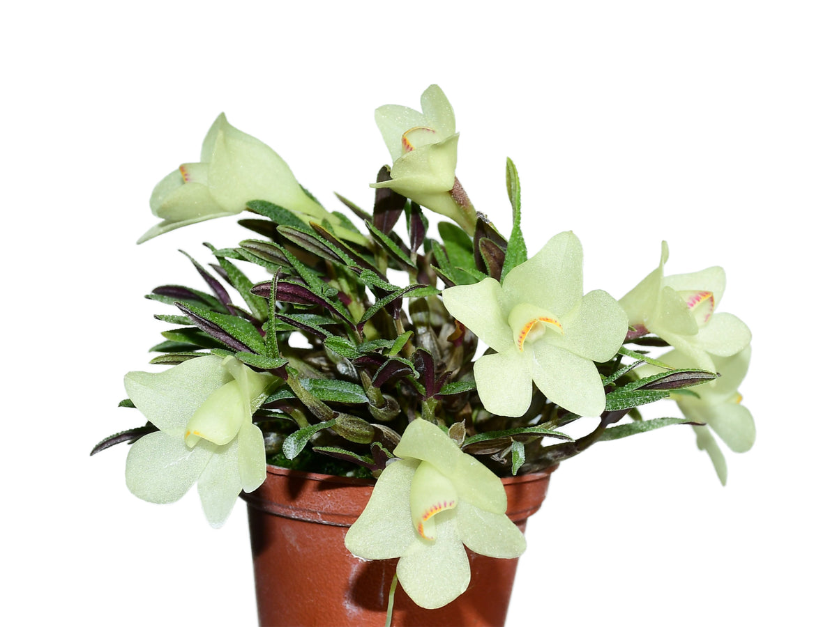 Dendrobium Pepe Portilla f. alba – Miniature Cool-Growing Hybrid