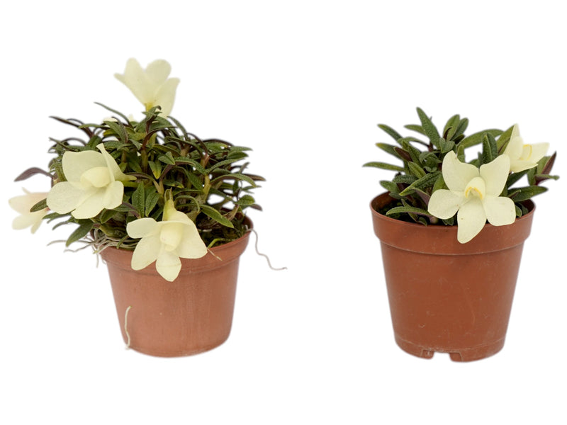 Dendrobium Pepe Portilla f. alba (Big)