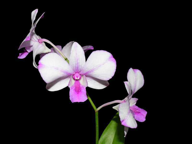 Dendrobium Popey