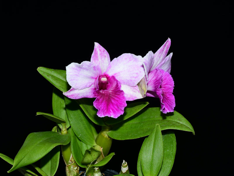 Dendrobium Proud Appeal Charming