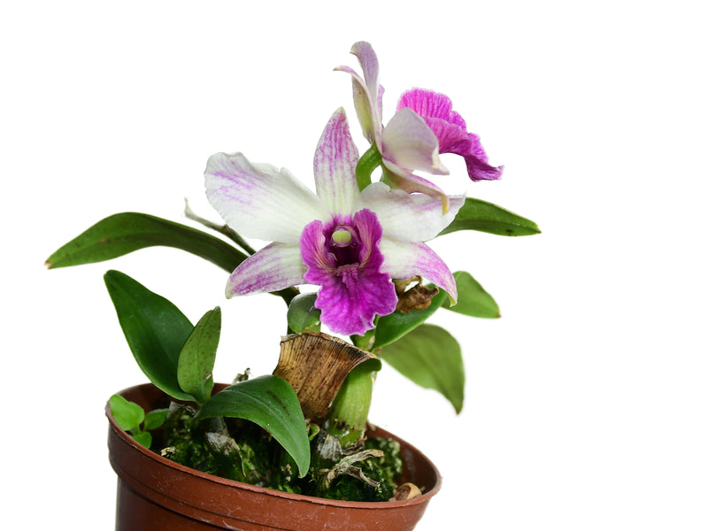 Dendrobium Proud Appeal Charming