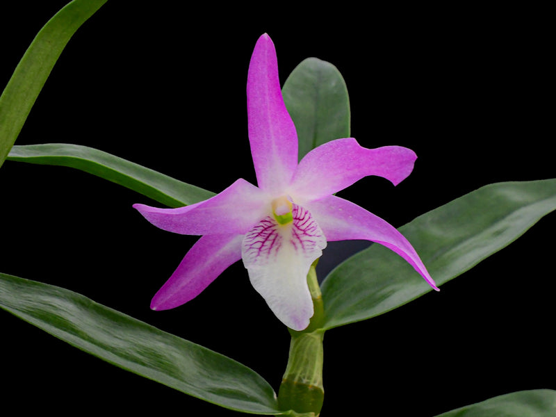 Dendrobium Rainbow Dance