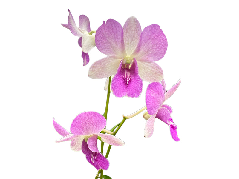 Dendrobium Rosana Pink Dark