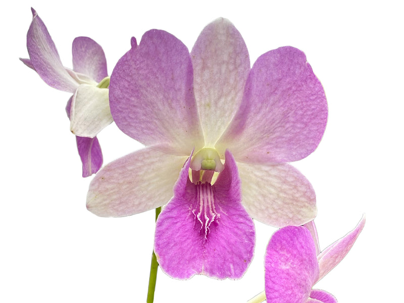 Dendrobium Rosana Pink Dark