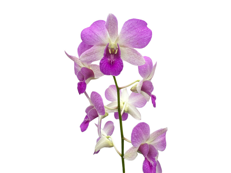 Dendrobium Rosana Pink Dark