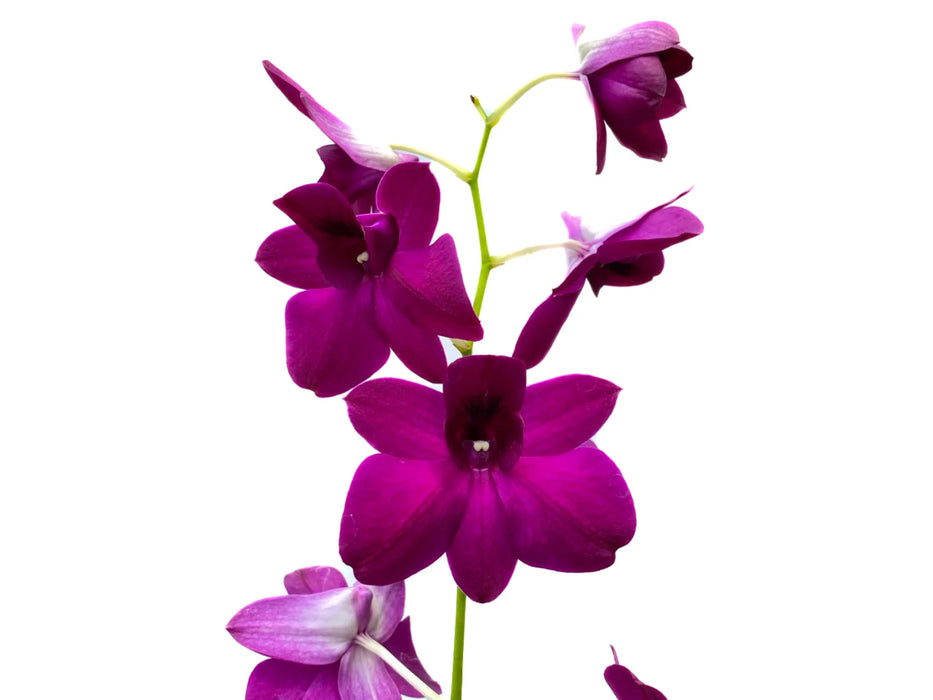 Dendrobium Sabine Compactum