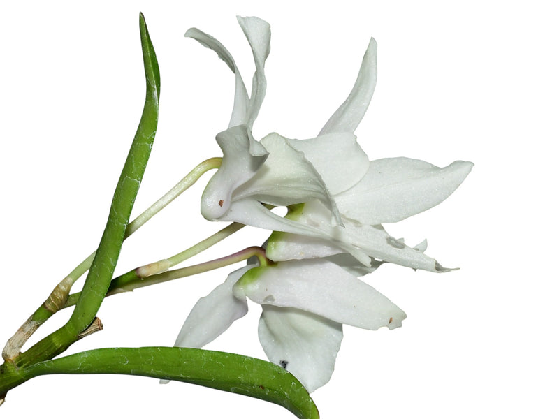 Dendrobium Sagimusume cf