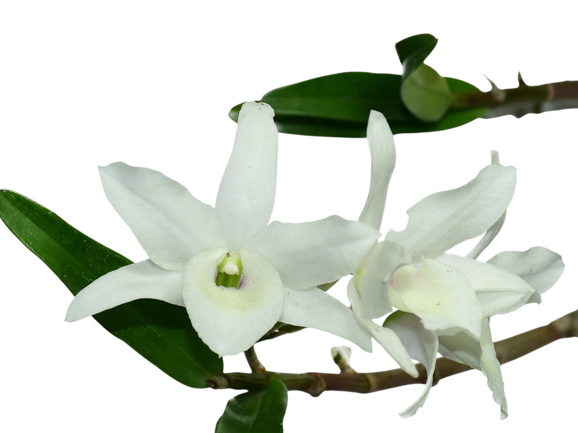 Dendrobium Sagimusume cf