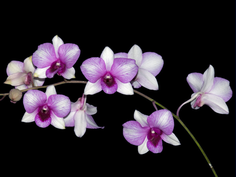 Dendrobium Sairung