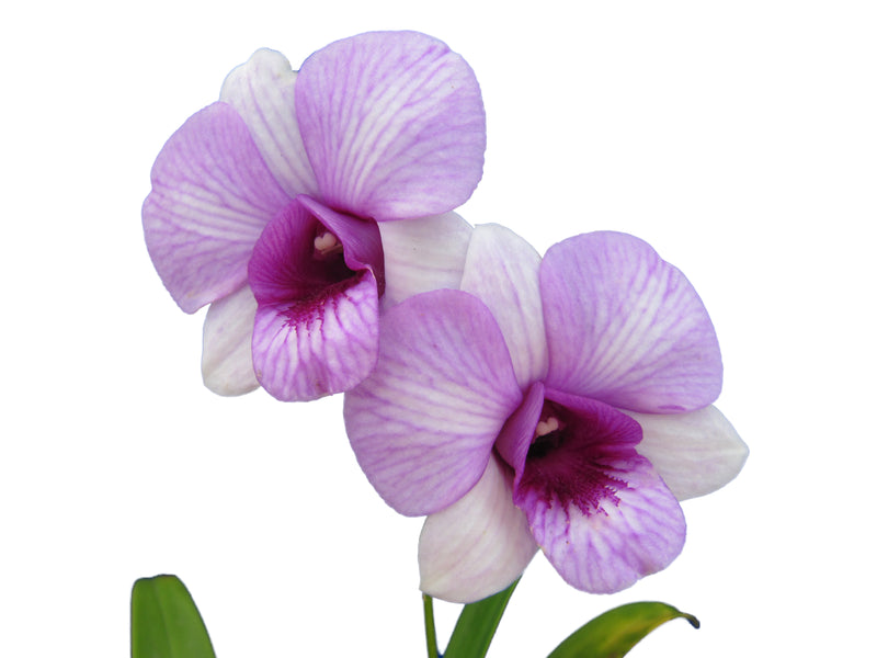 Dendrobium Sairung Pink Round