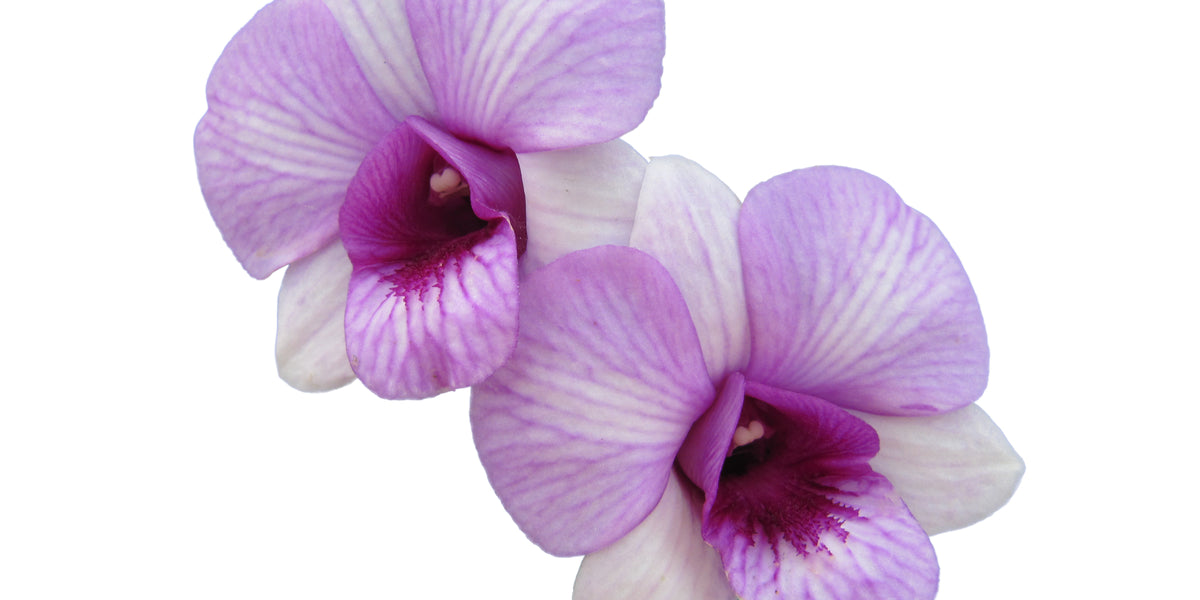 Sai Rung Dendrobium Sairung Pink Round — Ecuagenera Orquídeas del Ecuador