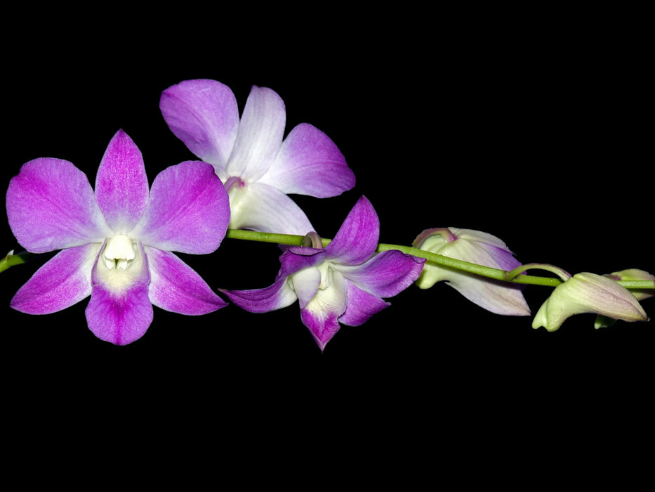 Dendrobium Sakura 'Pink'