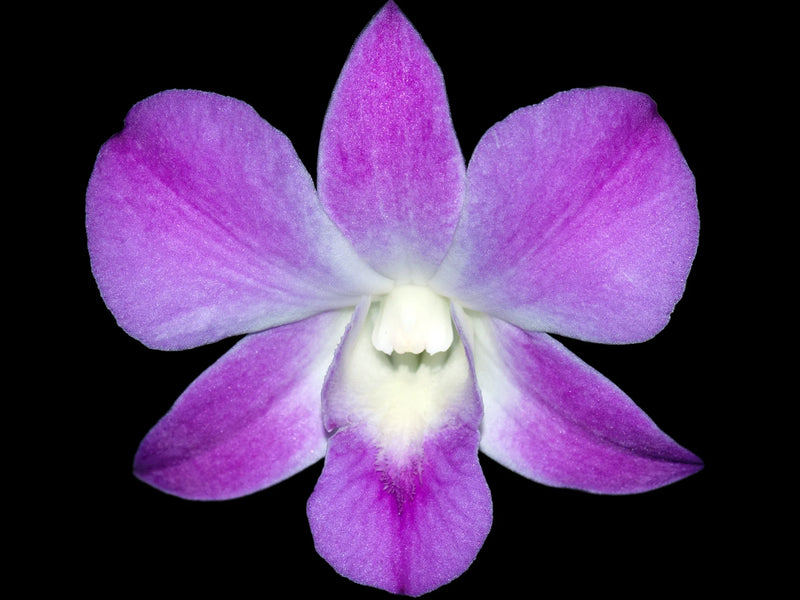 Dendrobium Sakura 'Pink'