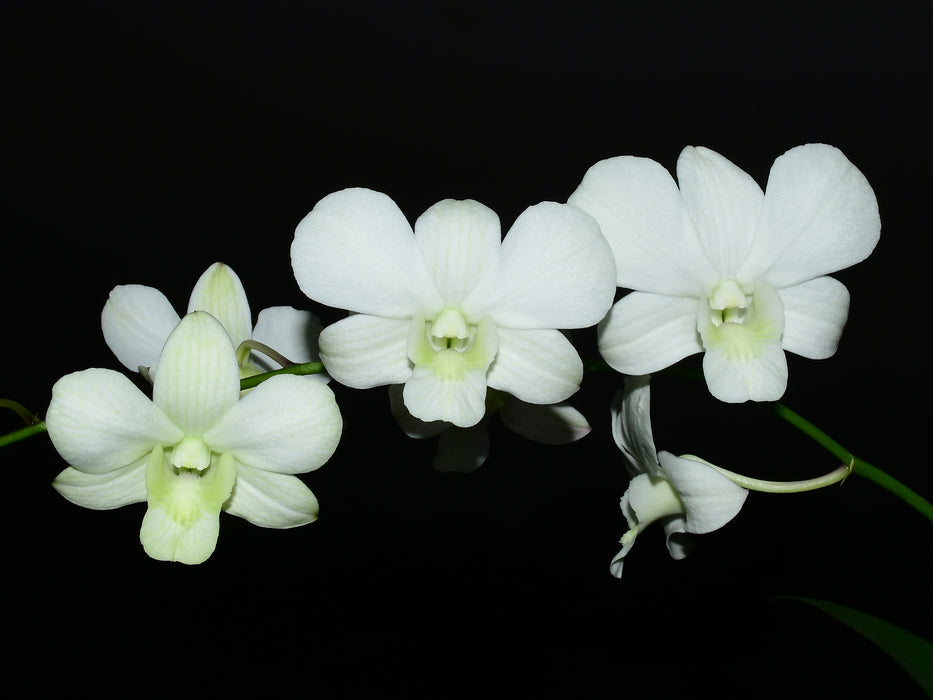 Dendrobium Sanan White