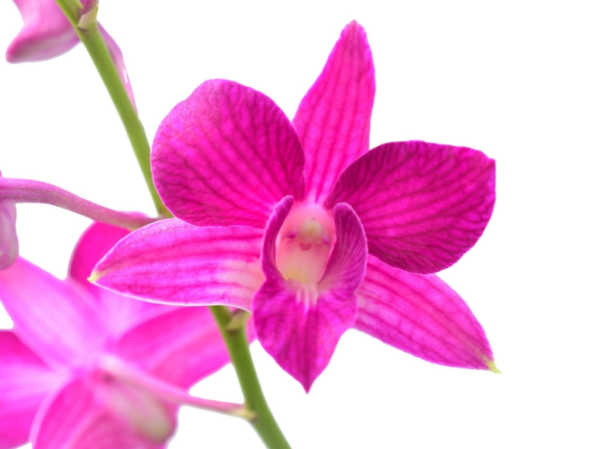 Dendrobium Sherry Abe — Ecuagenera Orquídeas del Ecuador