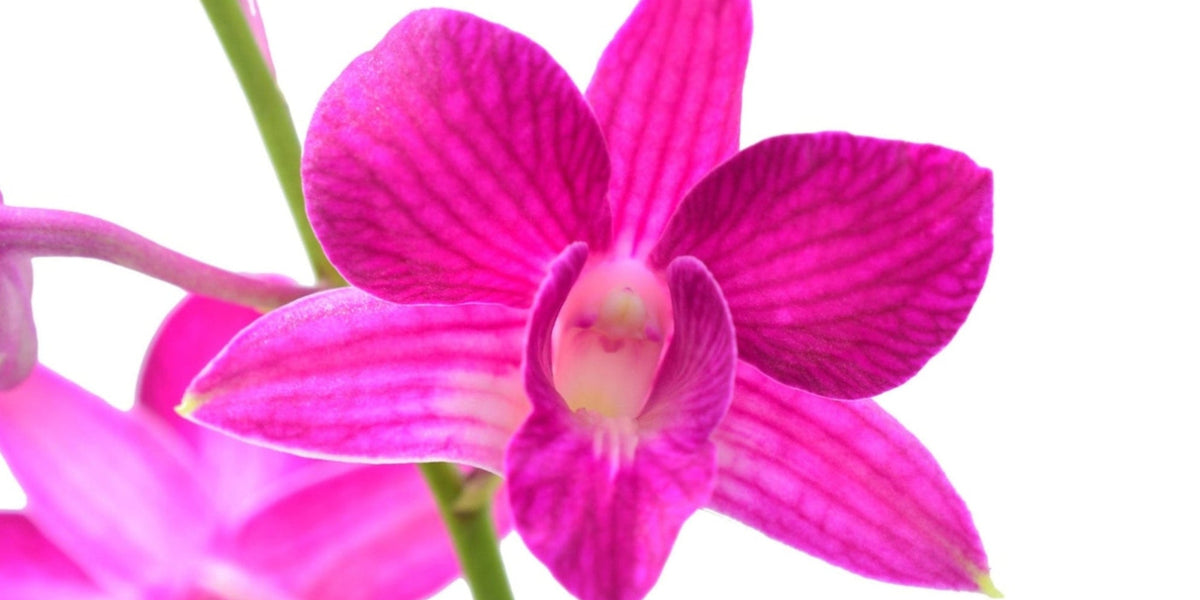 Dendrobium Sherry Abe — Ecuagenera Orquídeas del Ecuador