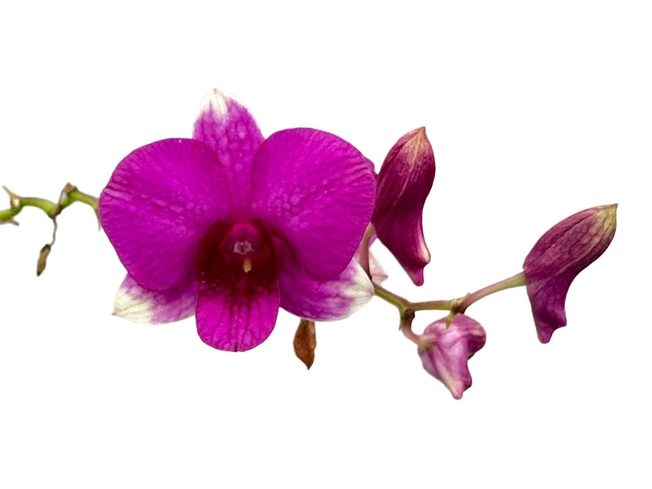 Dendrobium Sing Song