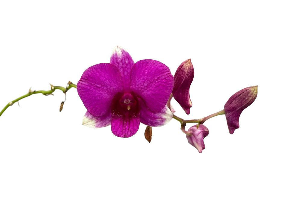 Dendrobium Sing Song