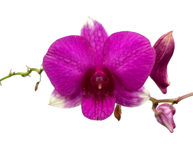 Dendrobium Sing Song