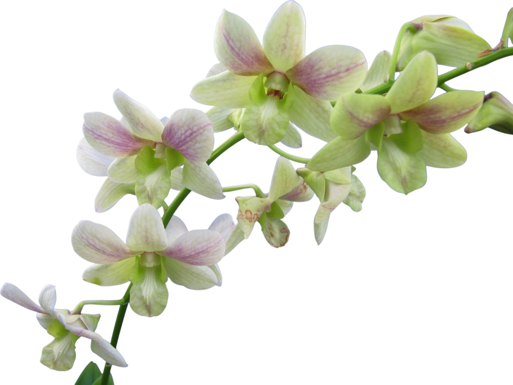 Dendrobium Sky Blue