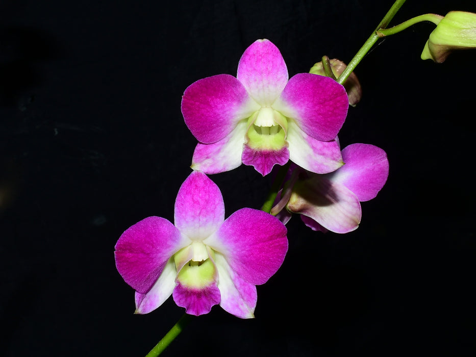 Dendrobium Solidaria