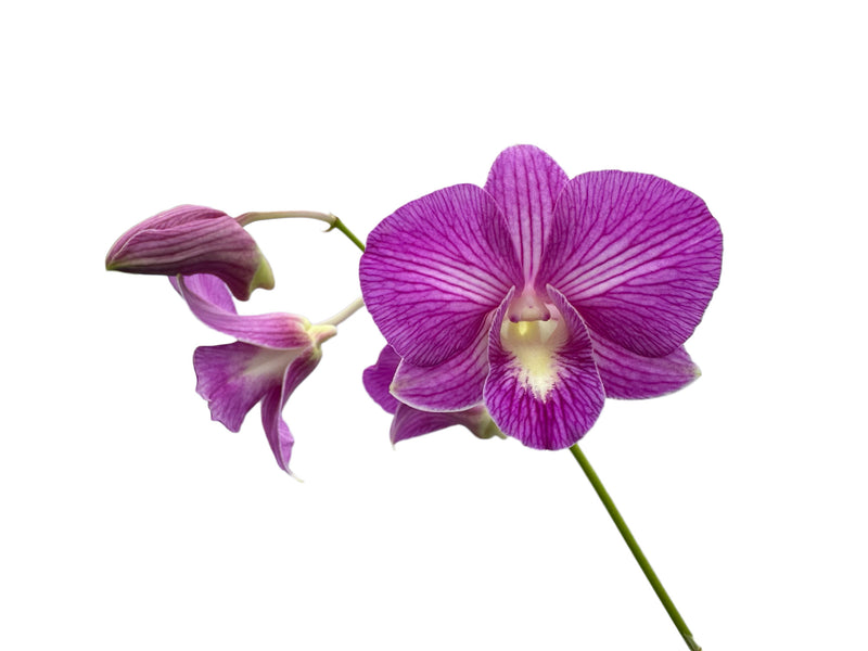 Dendrobium Somoth Sonkram x Jaqueline Concert