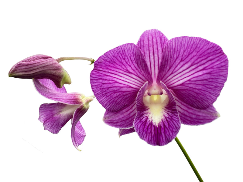 Dendrobium Somoth Sonkram x Jaqueline Concert