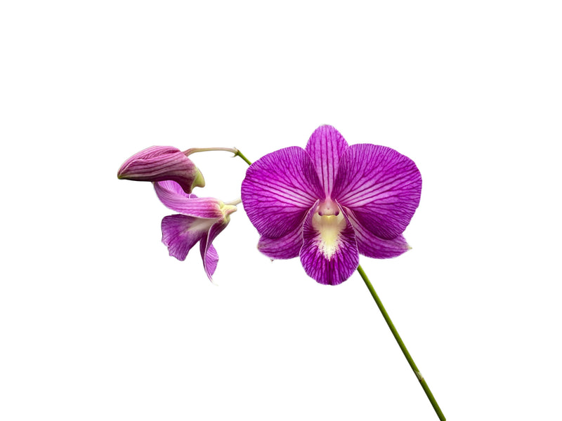 Dendrobium Somoth Sonkram x Jaqueline Concert