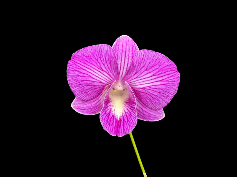 Dendrobium Somoth Sonkram x Jaqueline Concert