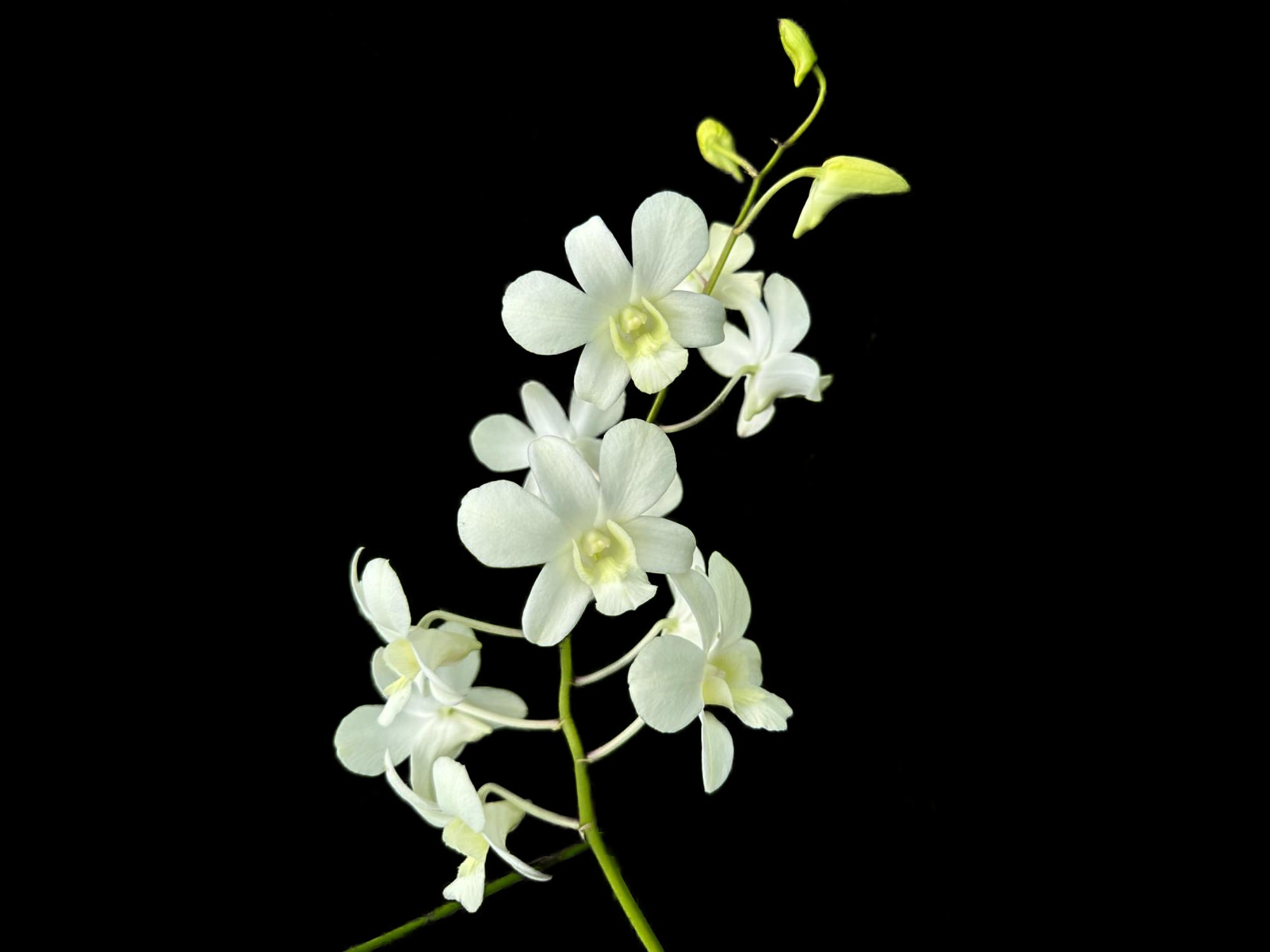 Dendrobium Somrak White