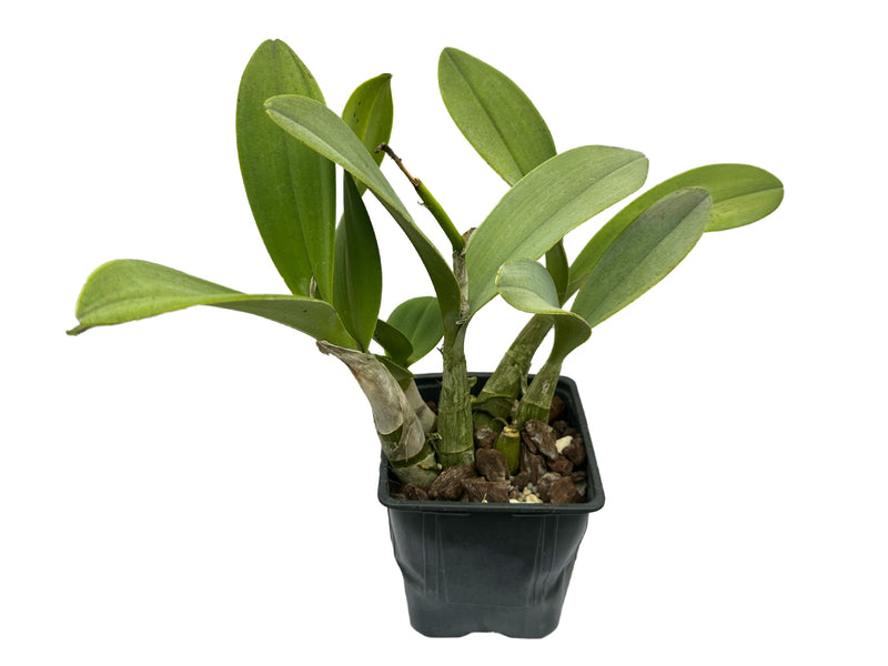 Dendrobium Speciosum Purity x Den. Lyre Bird M517