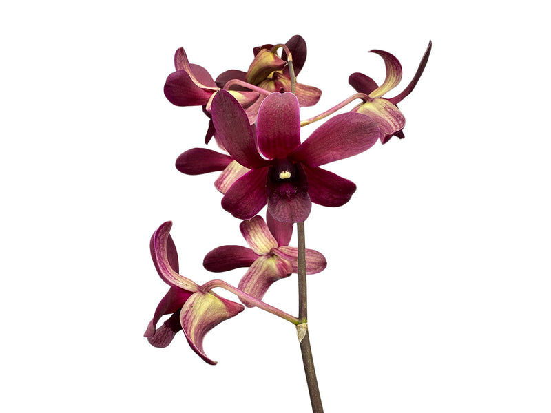 Dendrobium Sueno De Antonio .caesar x D. Jaqueline Concert x D. Black Jack.