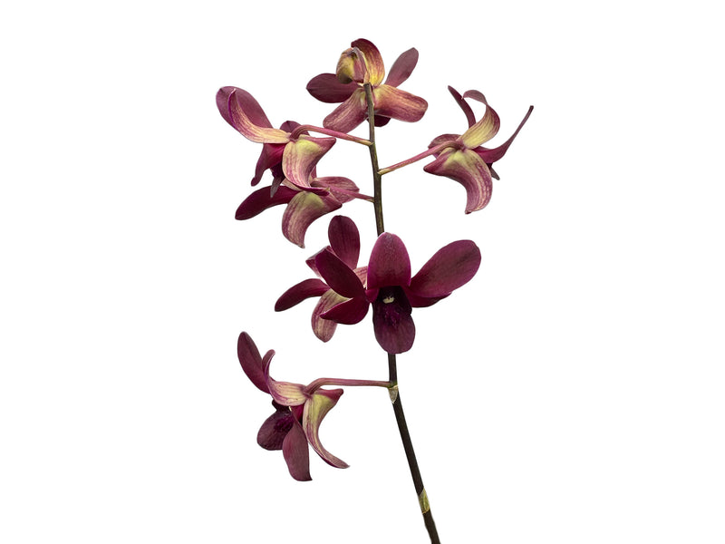 Dendrobium Sueno De Antonio .caesar x D. Jaqueline Concert x D. Black Jack.