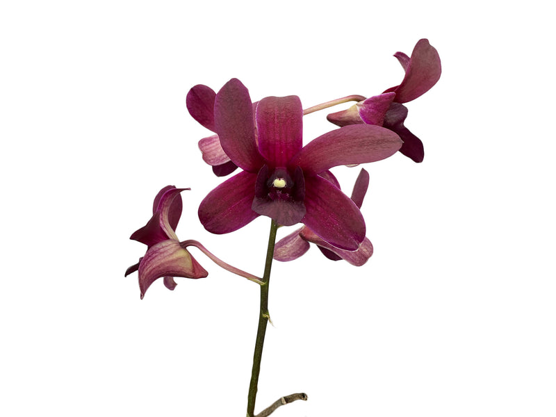 Dendrobium Sueno De Antonio .caesar x D. Jaqueline Concert x D. Black Jack.