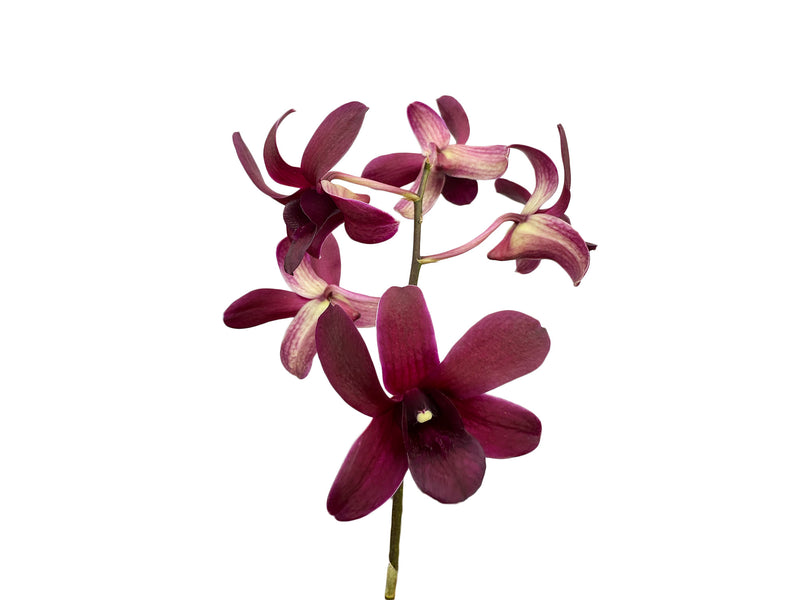 Dendrobium Sueno De Antonio .caesar x D. Jaqueline Concert x D. Black Jack.