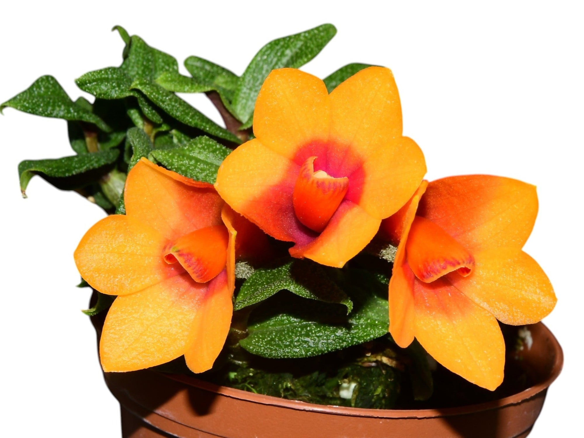 Dendrobium Swiss Mountain Palace Pepe — Ecuagenera Orquídeas del