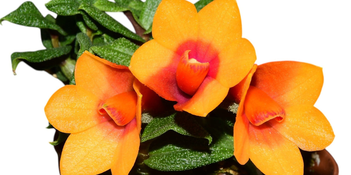 Dendrobium_Swiss_Mountain_Pala
