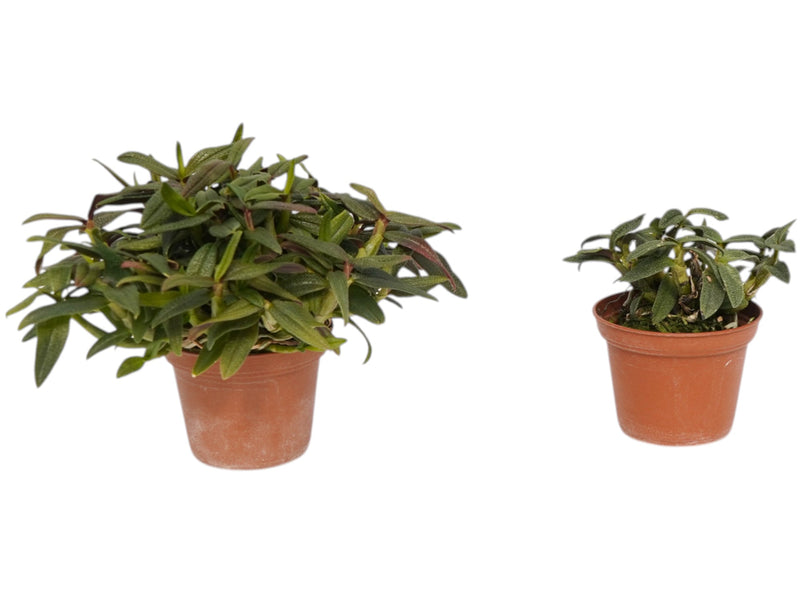 Dendrobium Swiss Mountain Palace 'Pepe' (Big)