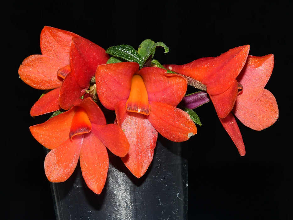 Dendrobium Swiss Mountain Palace red 'Camila'