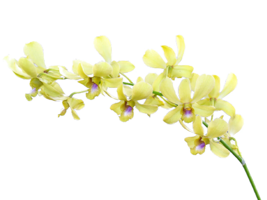 Dendrobium Syarifah Fatima Yellow