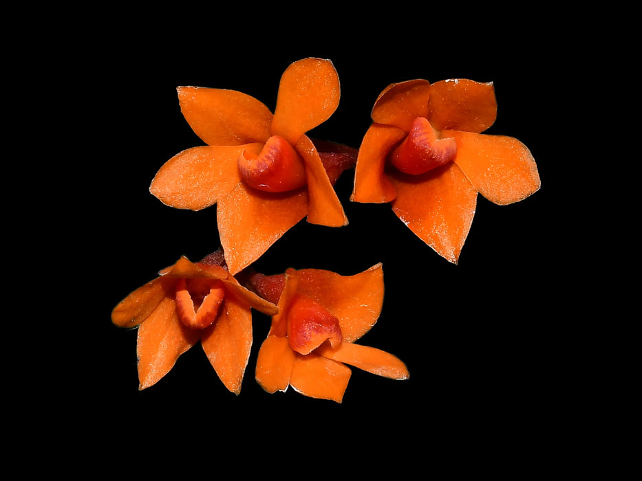 Dendrobium Teipels Farbrausch