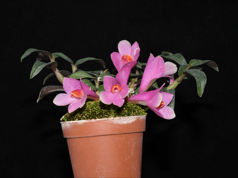 Dendrobium Teipels Farbrausch f. pink