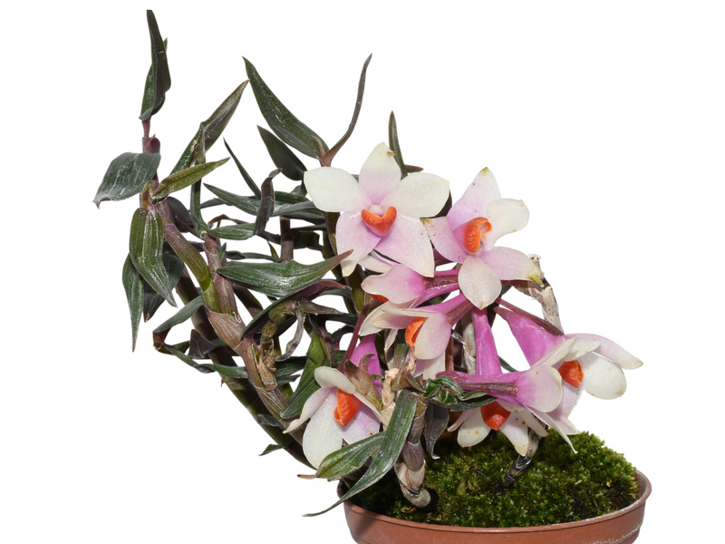 Dendrobium Teipels Farbrausch f. bicolor