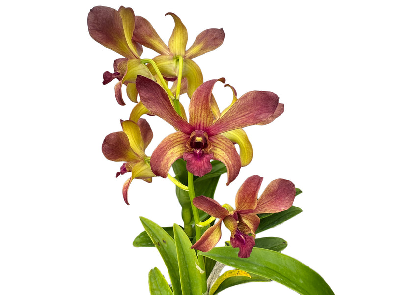 Dendrobium Thongchai Gold - Pinwattana x Den. May Neal-uraiwan