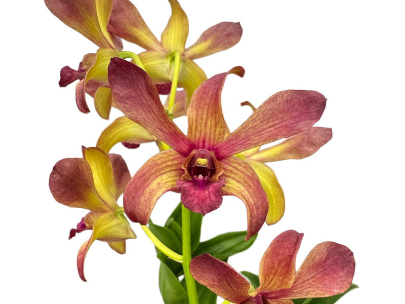 Dendrobium Thongchai Gold - Pinwattana x Den. May Neal-uraiwan