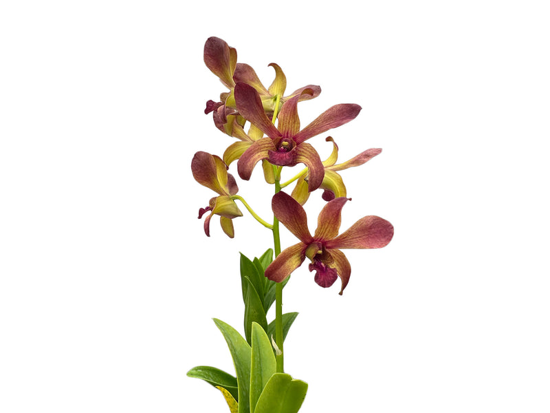 Dendrobium Thongchai Gold - Pinwattana x Den. May Neal-uraiwan