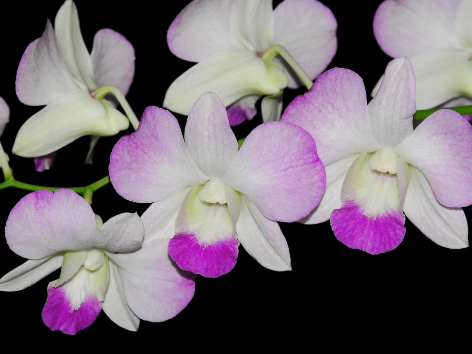 Dendrobium Ursula Strenge