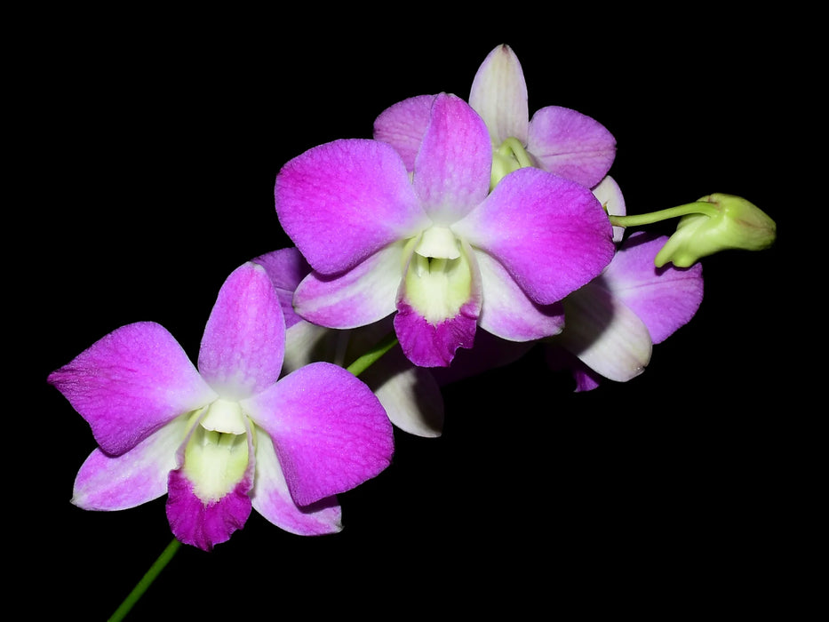 Dendrobium Ursula Strenge